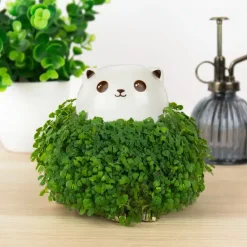 Kat bloempot met zaadjes