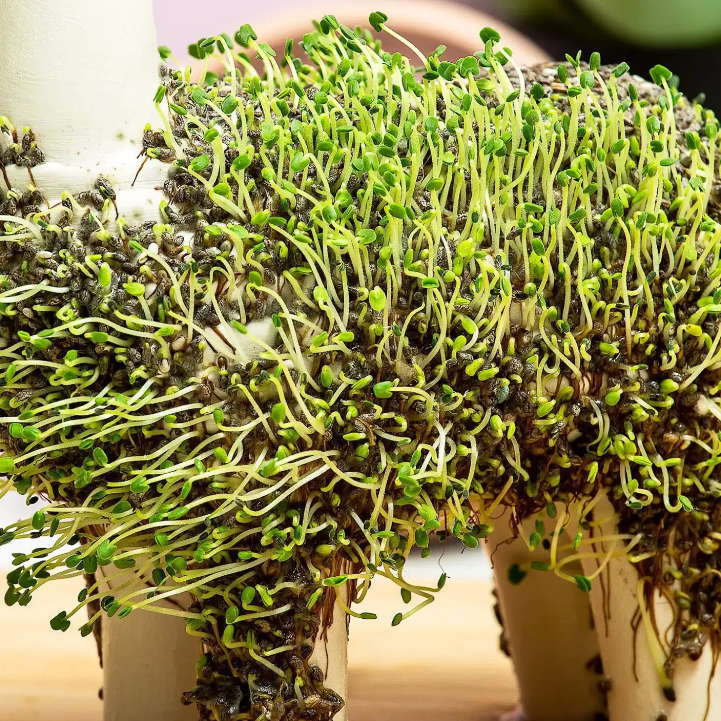 Lama bloempot met zaadjes